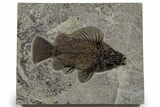 Fossil Fish (Priscacara Serrata) - Top Quality Specimen #349247-1